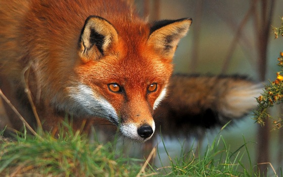 red-fox2[1].jpg
